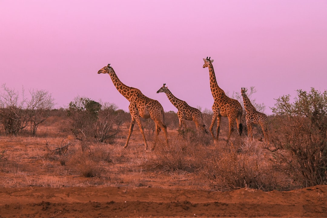 Family Travel Tips